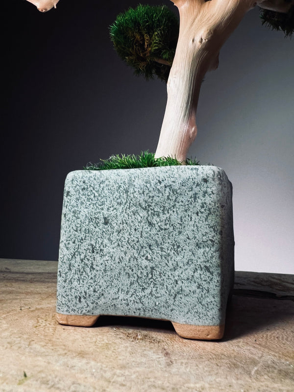 Jade (Preserved Plants)