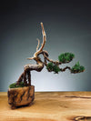 Juniper by the Winding Path - Wings (Preserved Plants)