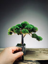 Jade (Preserved Plants)