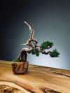 Juniper by the Winding Path - Wings (Preserved Plants)