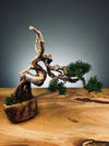 Juniper by the Winding Path - Wings (Preserved Plants)