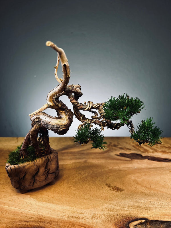 Juniper by the Winding Path - Wings (Preserved Plants)