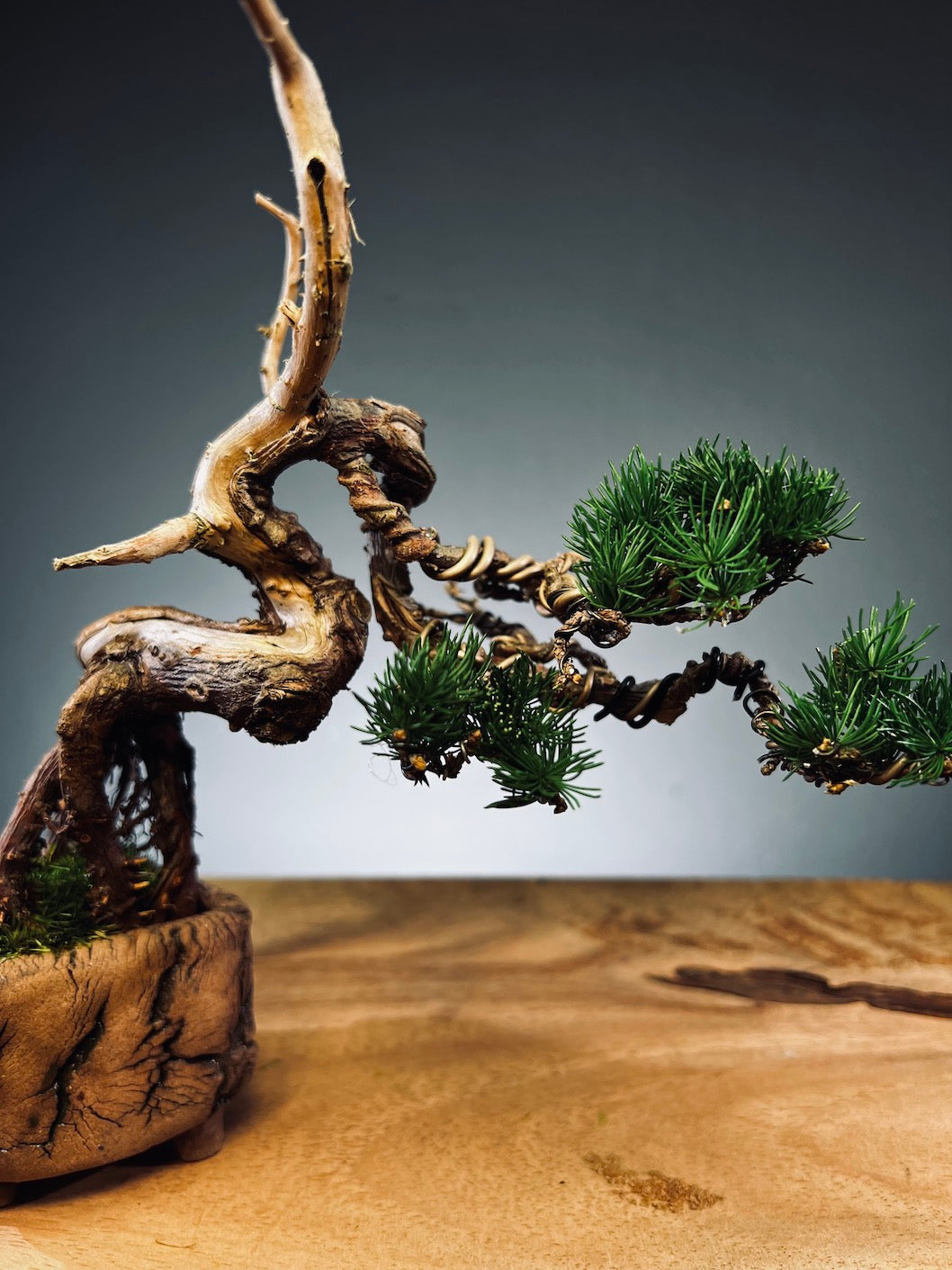 Juniper by the Winding Path - Wings (Preserved Plants)