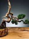 Juniper by the Winding Path - Wings (Preserved Plants)