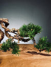 Juniper by the Winding Path - Wings (Preserved Plants)