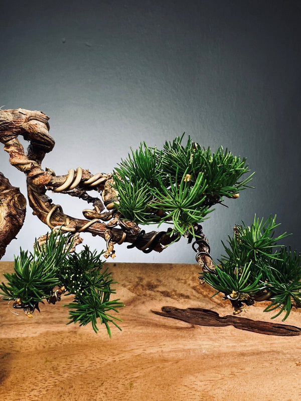 Juniper by the Winding Path - Wings (Preserved Plants)