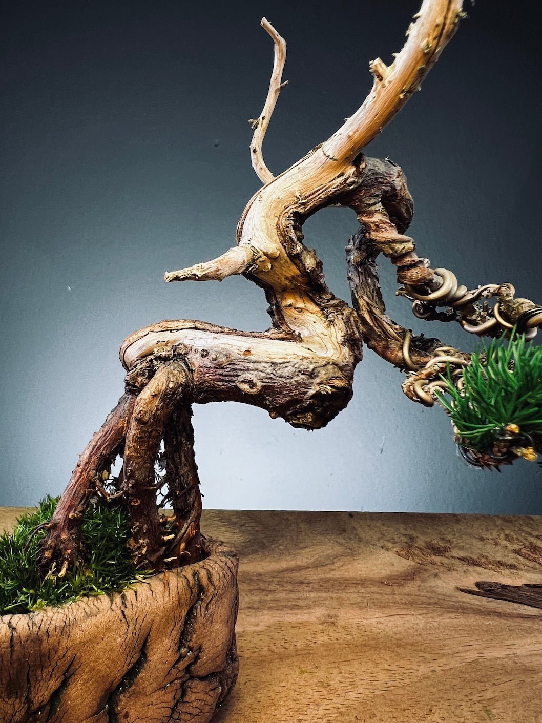 Juniper by the Winding Path - Wings (Preserved Plants)