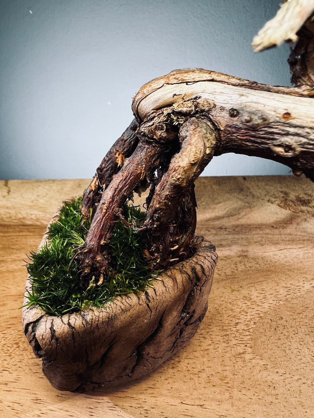 Juniper by the Winding Path - Wings (Preserved Plants)