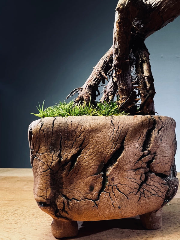 Juniper by the Winding Path - Wings (Preserved Plants)