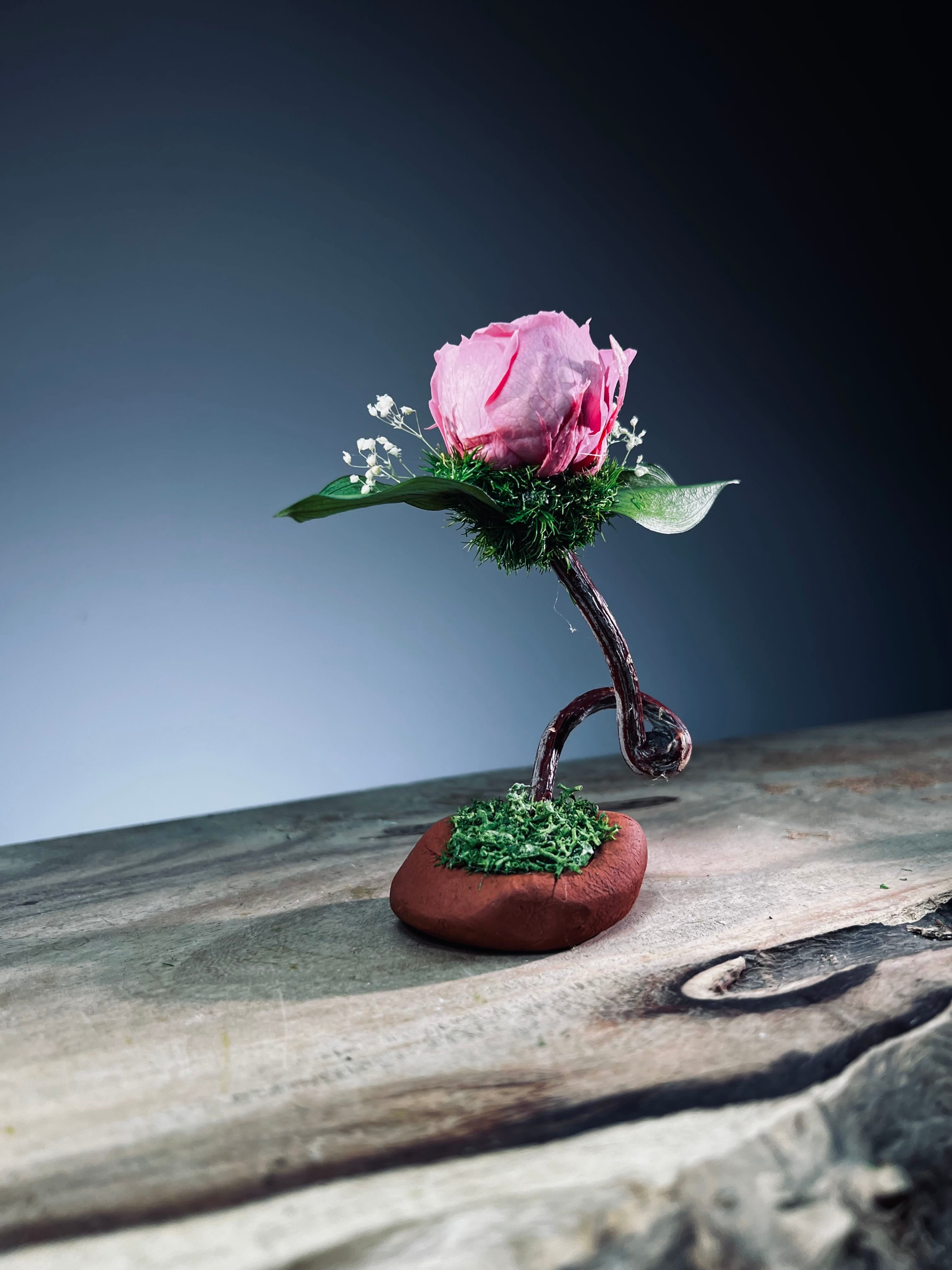 Children of the Forest - Jupiter - Austin (Preserved Plants)