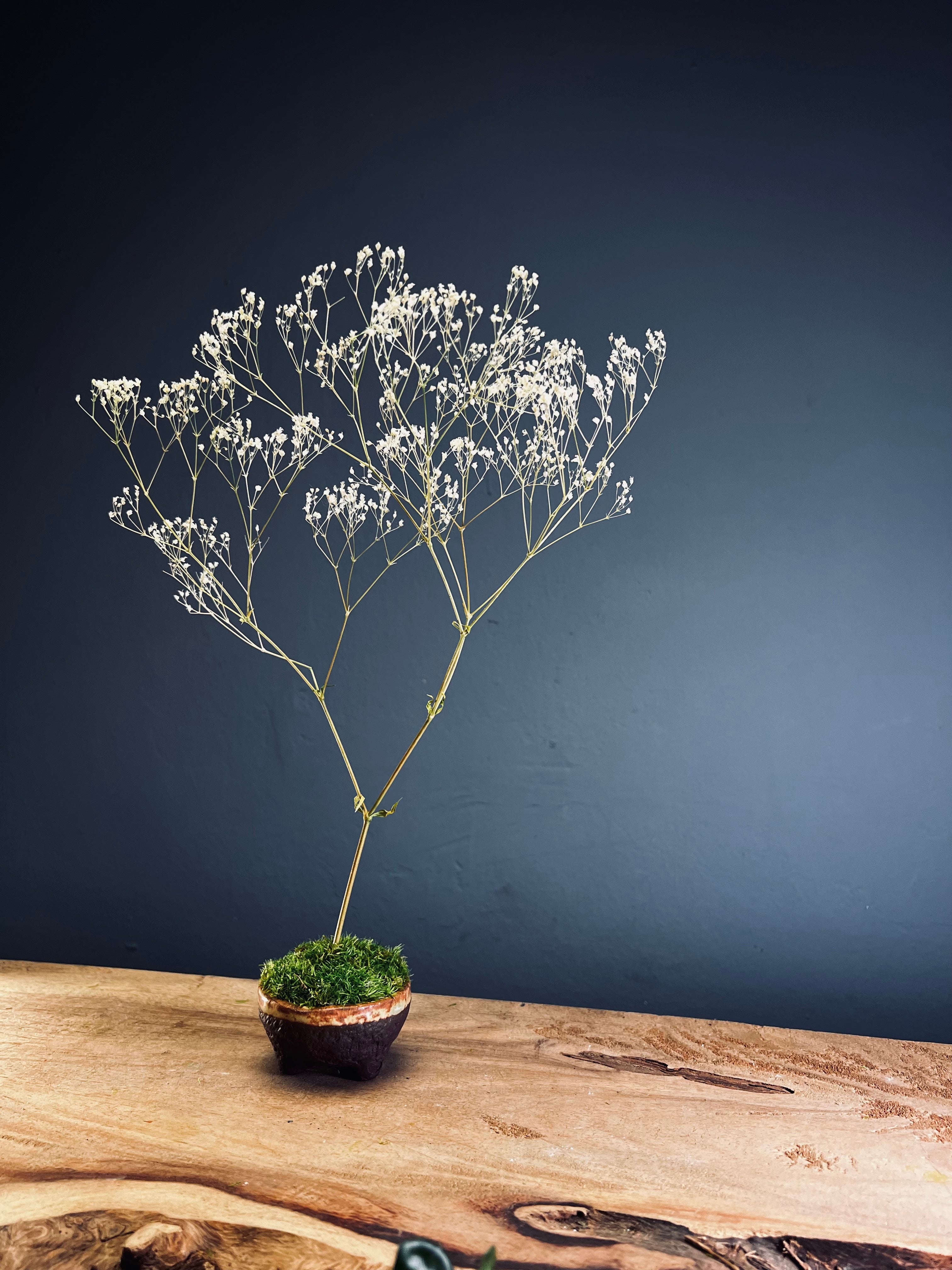 Kindling - Baby's Breath (Preserved Plants)