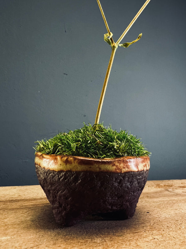 Kindling - Baby's Breath (Preserved Plants)