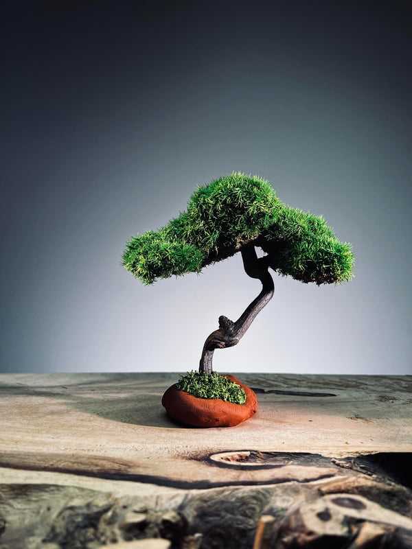 Rosewood - Smaller (Preserved Plants)