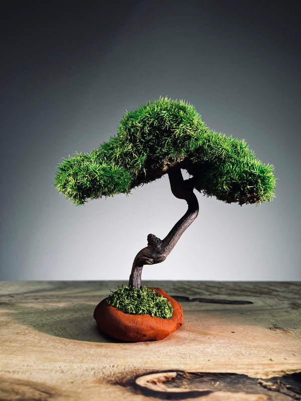 Rosewood - Smaller (Preserved Plants)