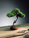 Rosewood - Smaller (Preserved Plants)