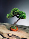 Rosewood - Smaller (Preserved Plants)