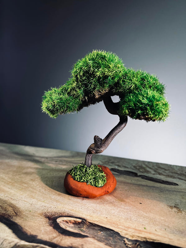 Rosewood - Smaller (Preserved Plants)