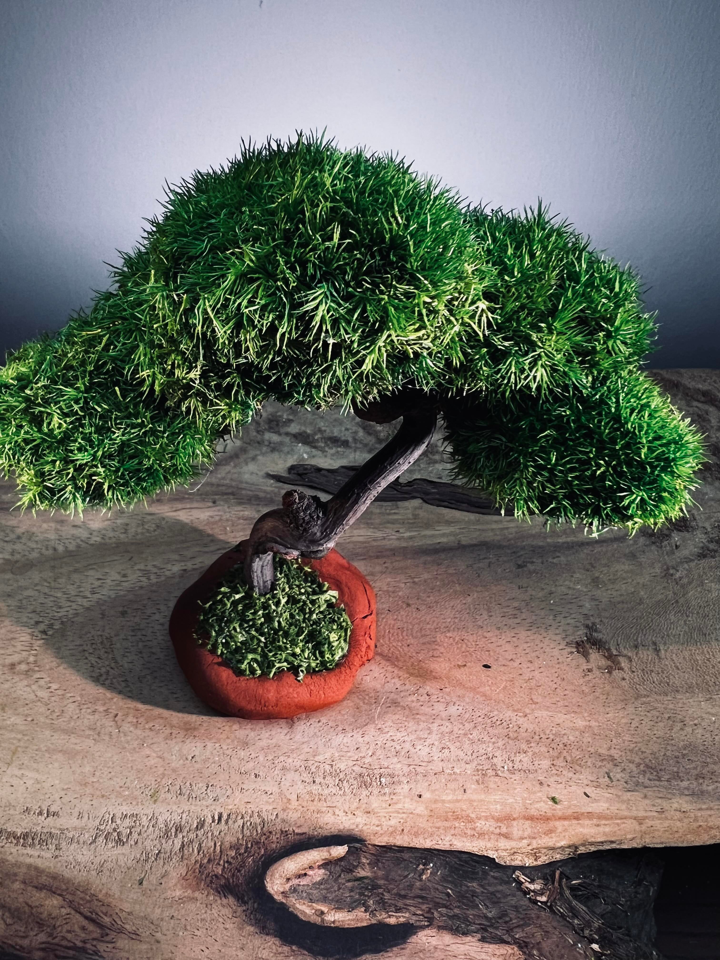 Rosewood - Smaller (Preserved Plants)