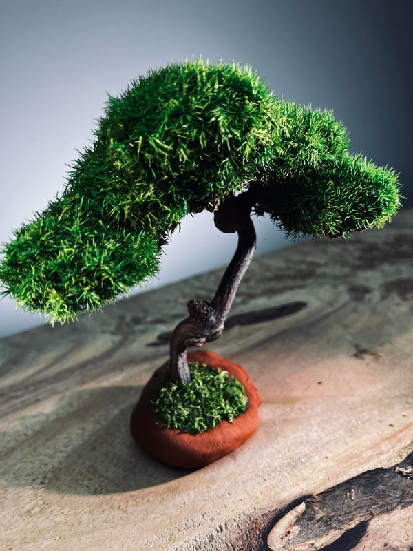 Rosewood - Smaller (Preserved Plants)