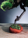 Rosewood - Smaller (Preserved Plants)