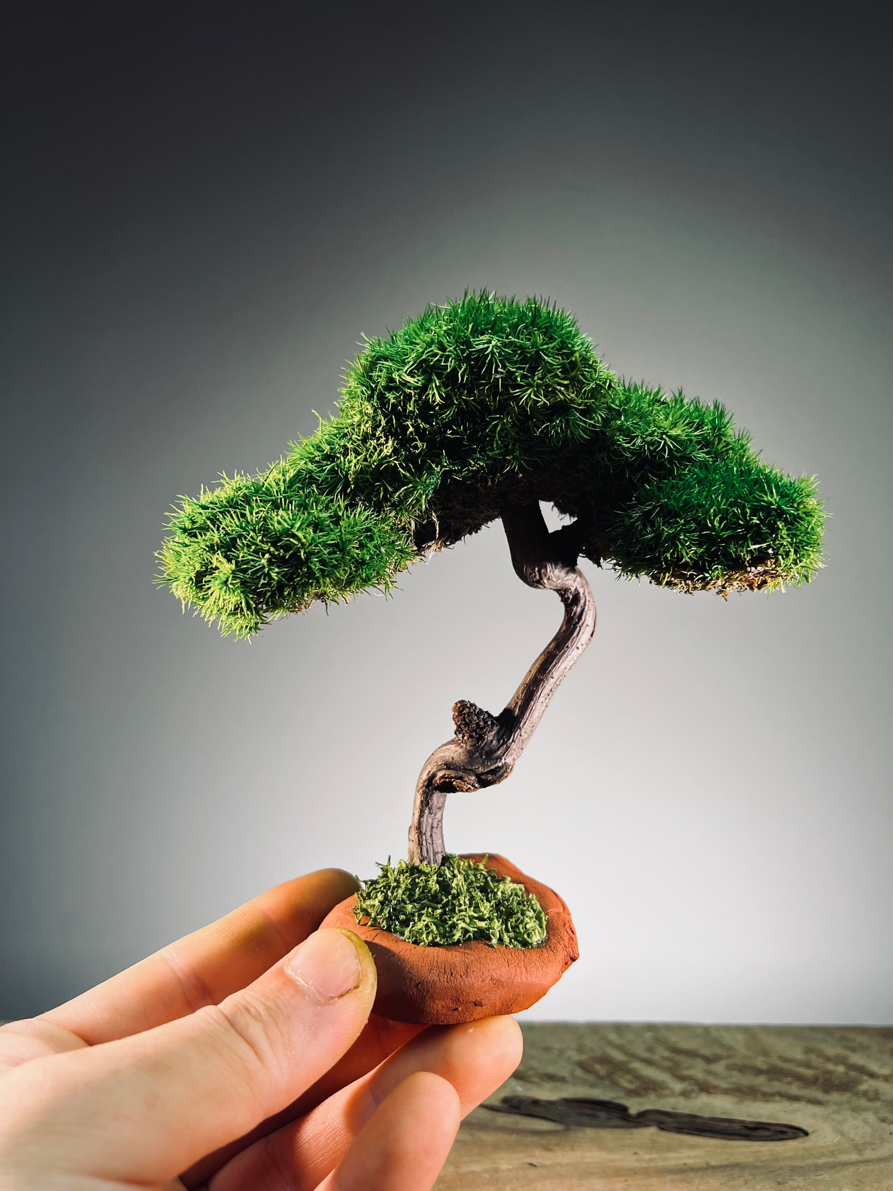 Rosewood - Smaller (Preserved Plants)