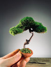Rosewood - Smaller (Preserved Plants)