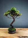 Juniper by the Winding Path (Preserved Plants)