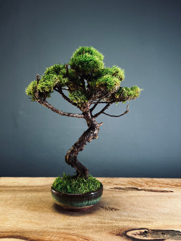 Juniper by the Winding Path (Preserved Plants)