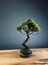 Juniper by the Winding Path (Preserved Plants)