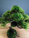 Juniper by the Winding Path (Preserved Plants)