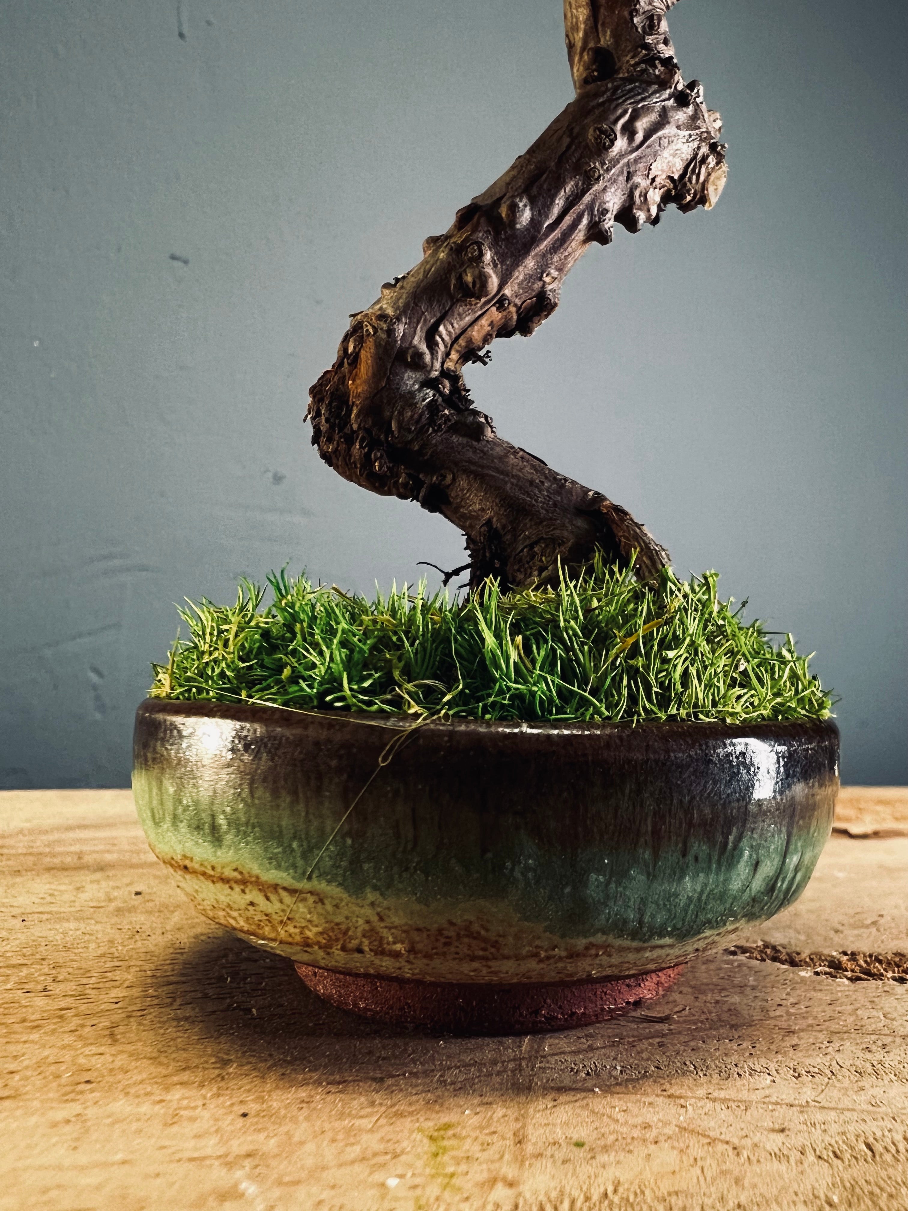 Juniper by the Winding Path (Preserved Plants)