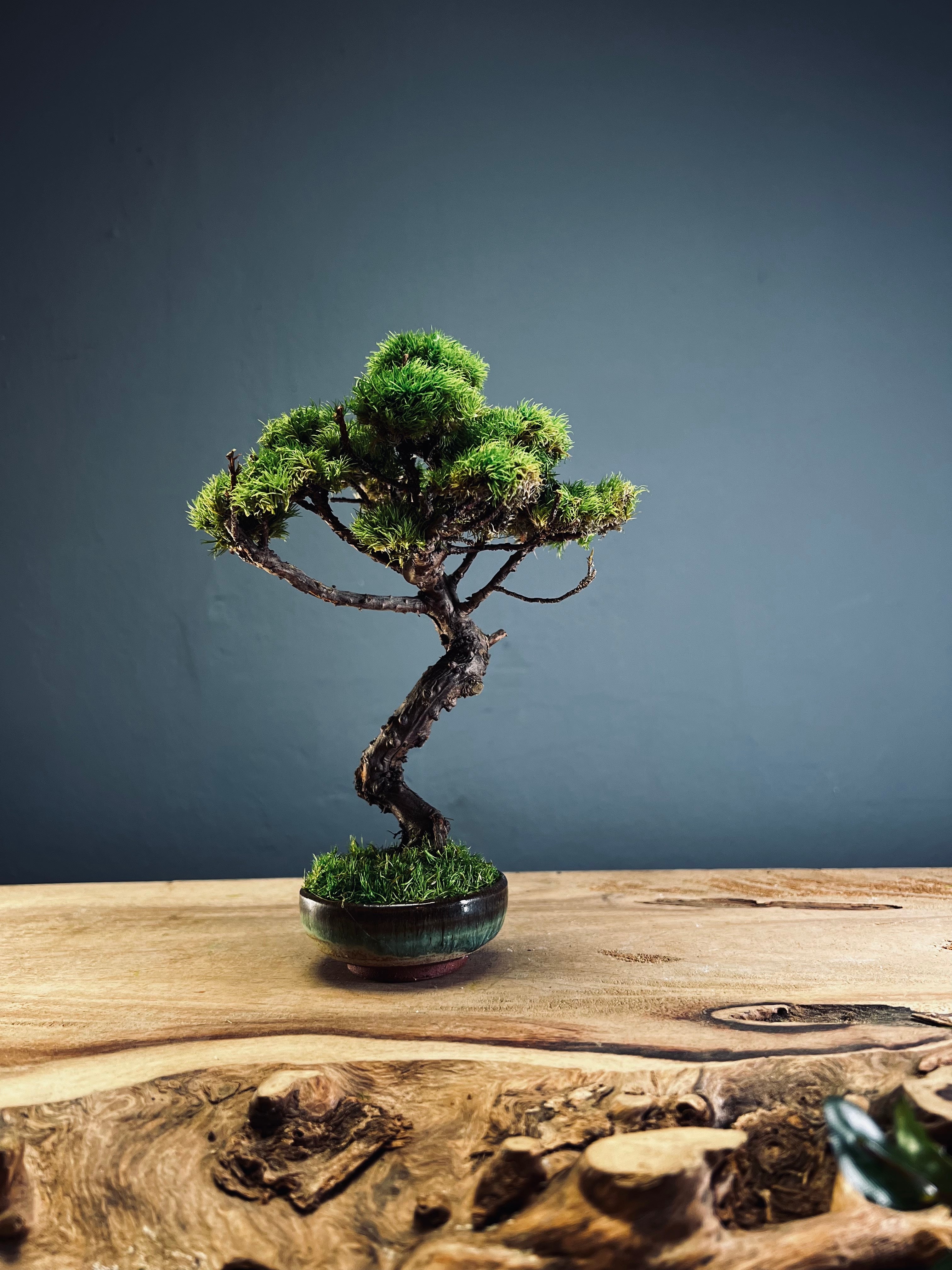 Juniper by the Winding Path (Preserved Plants)