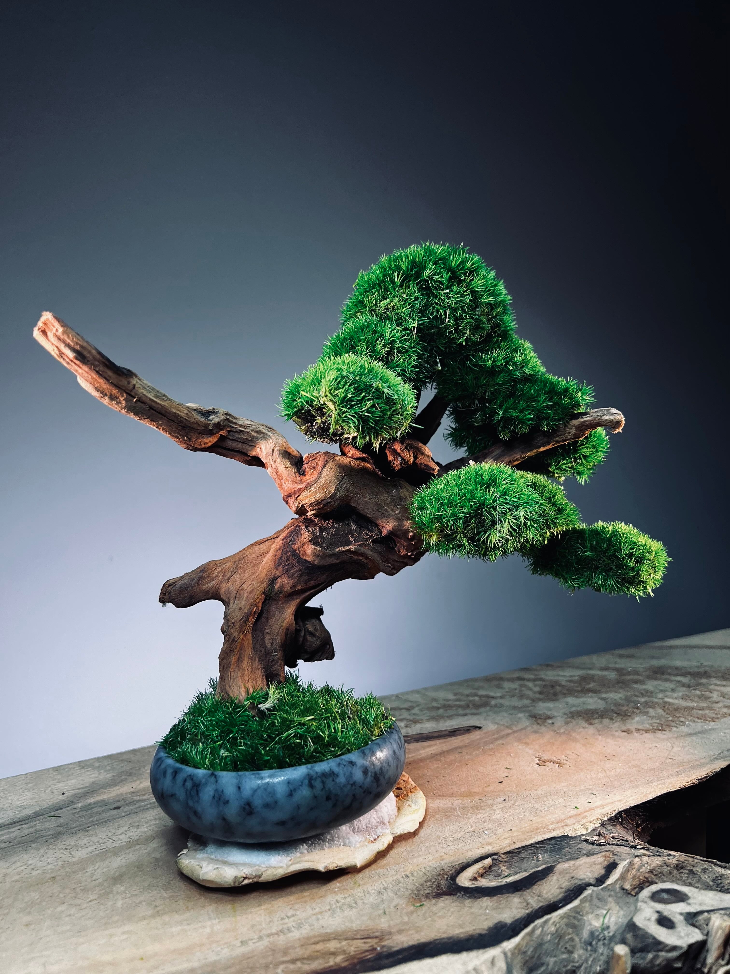 Flight of Time - Time Still (Preserved Plants)