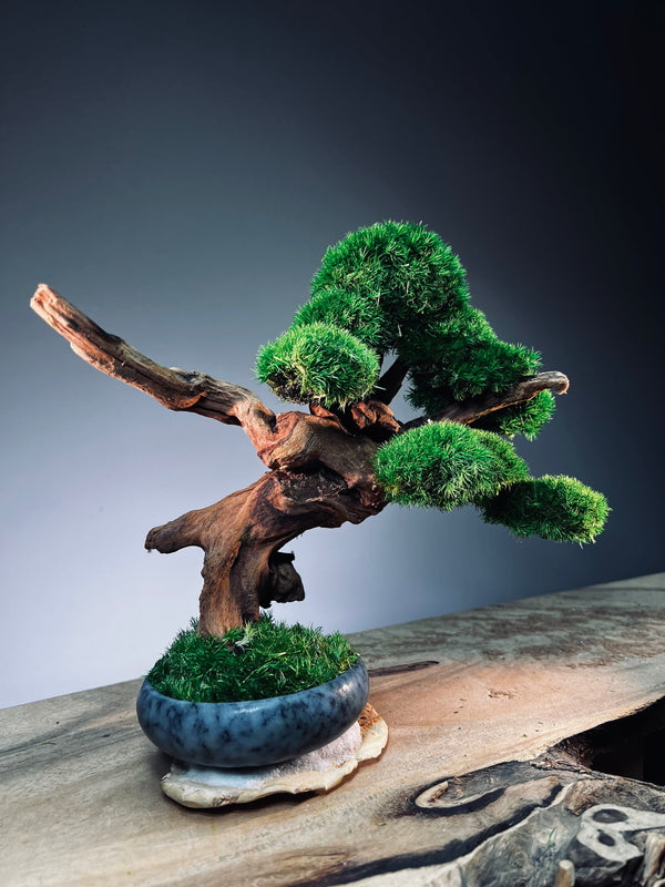 Flight of Time - Time Still (Preserved Plants)