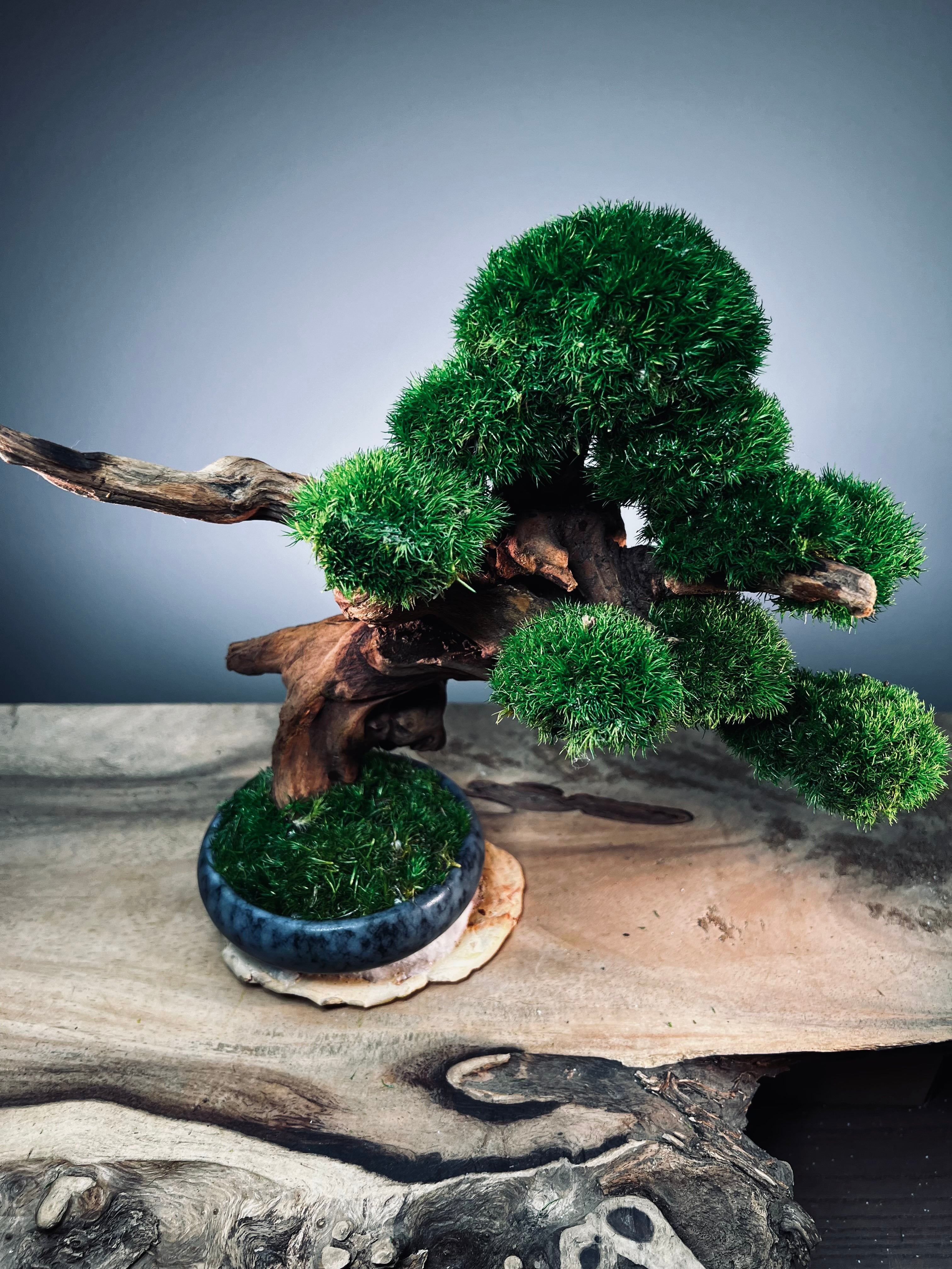 Flight of Time - Time Still (Preserved Plants)