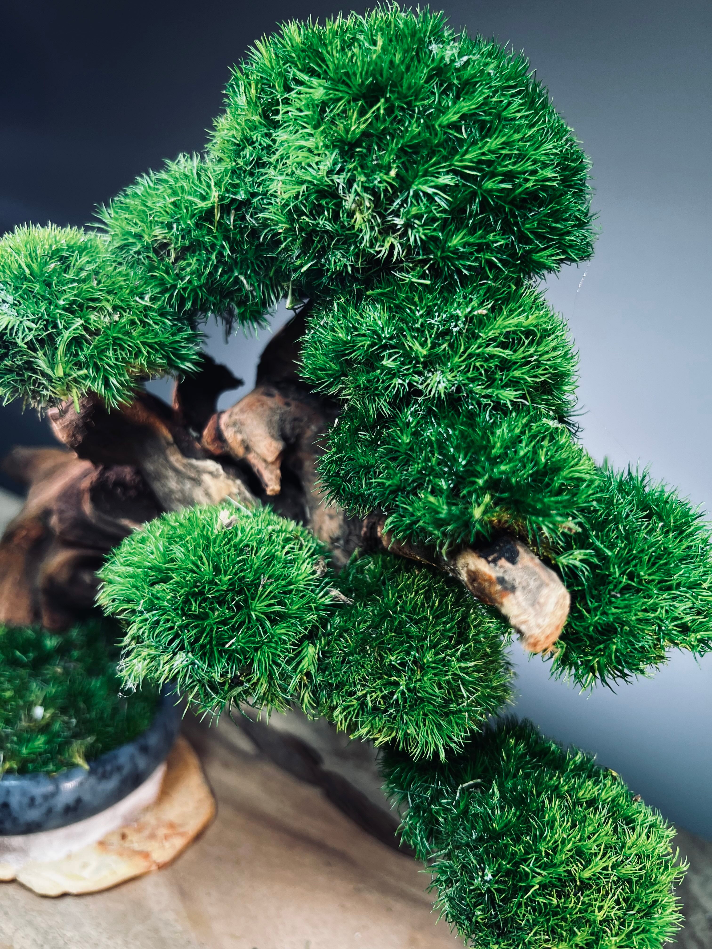 Flight of Time - Time Still (Preserved Plants)