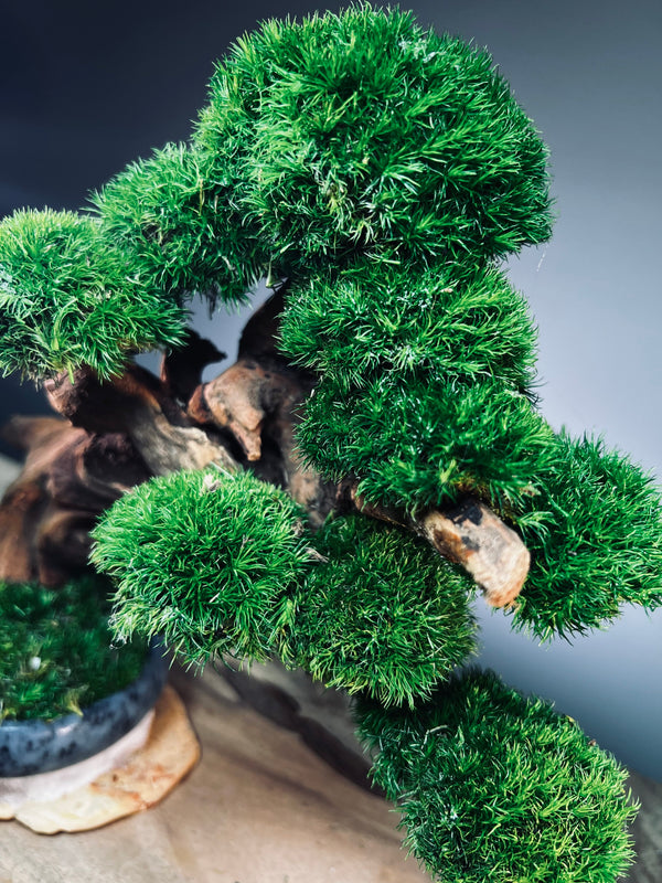 Flight of Time - Time Still (Preserved Plants)