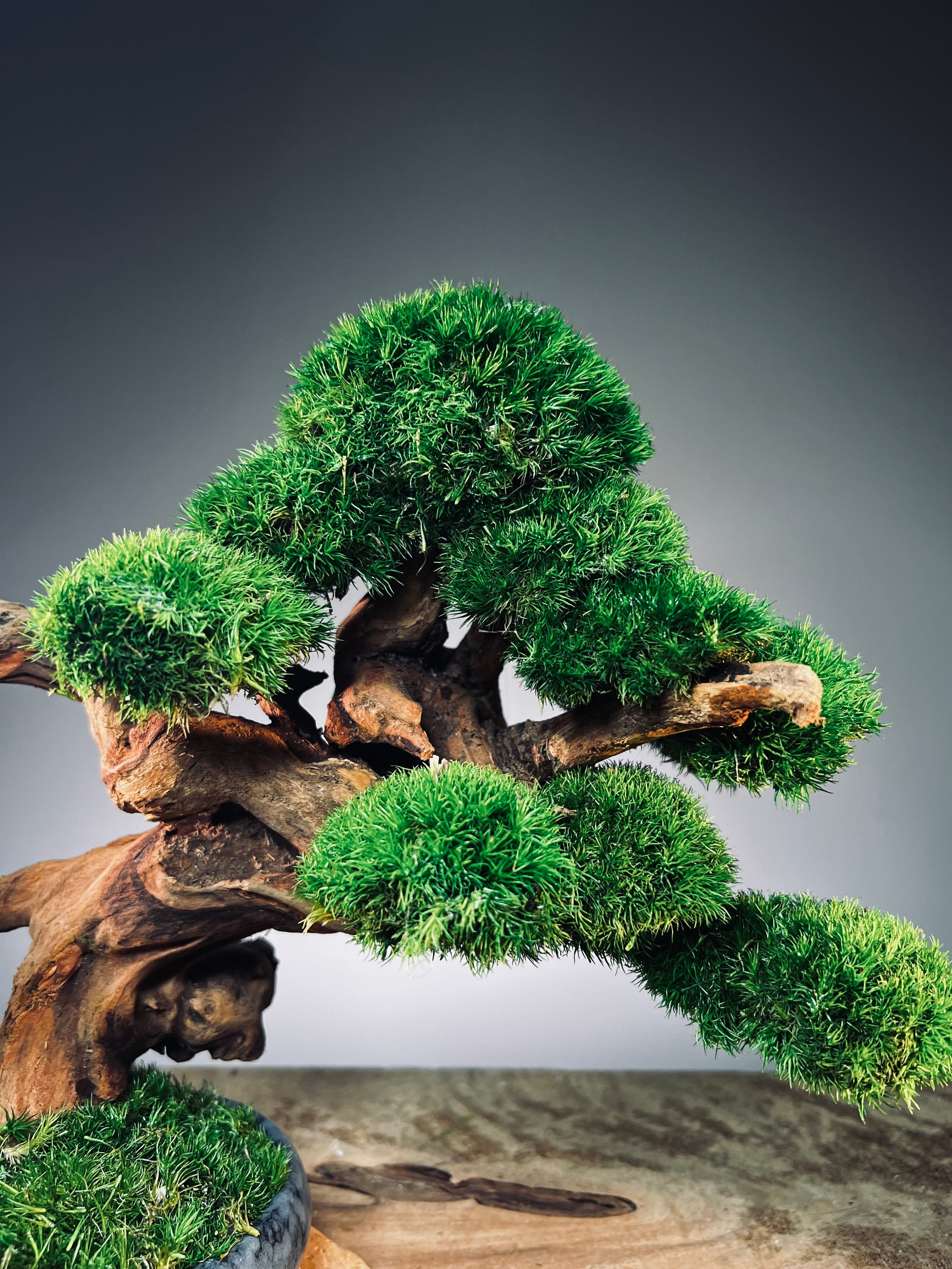 Flight of Time - Time Still (Preserved Plants)