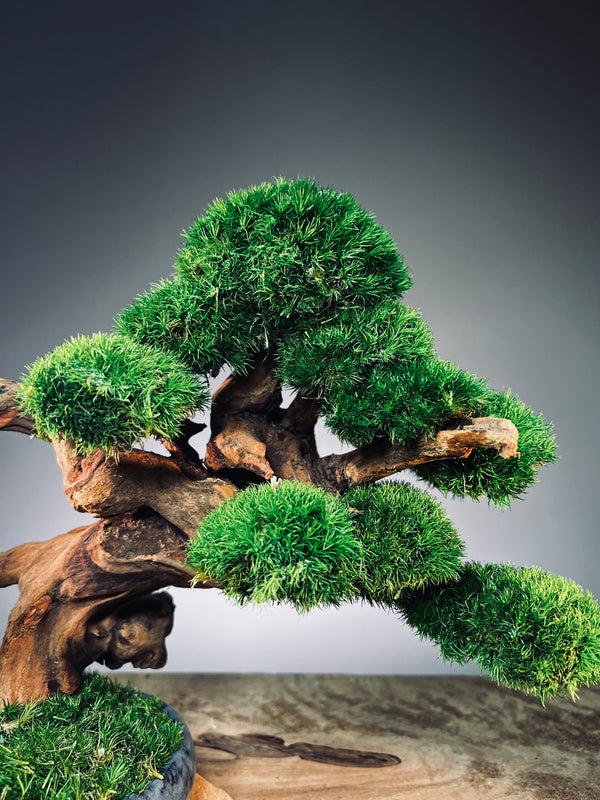 Flight of Time - Time Still (Preserved Plants)