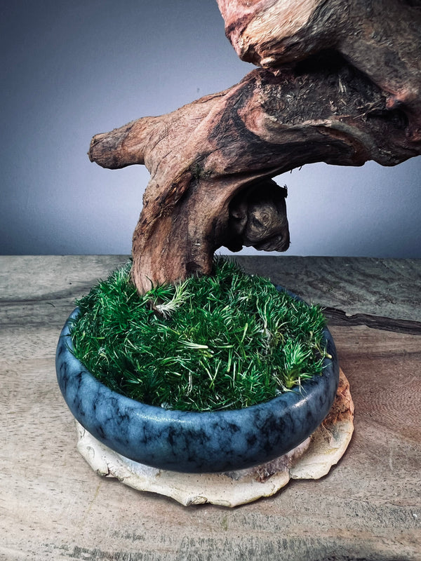 Flight of Time - Time Still (Preserved Plants)