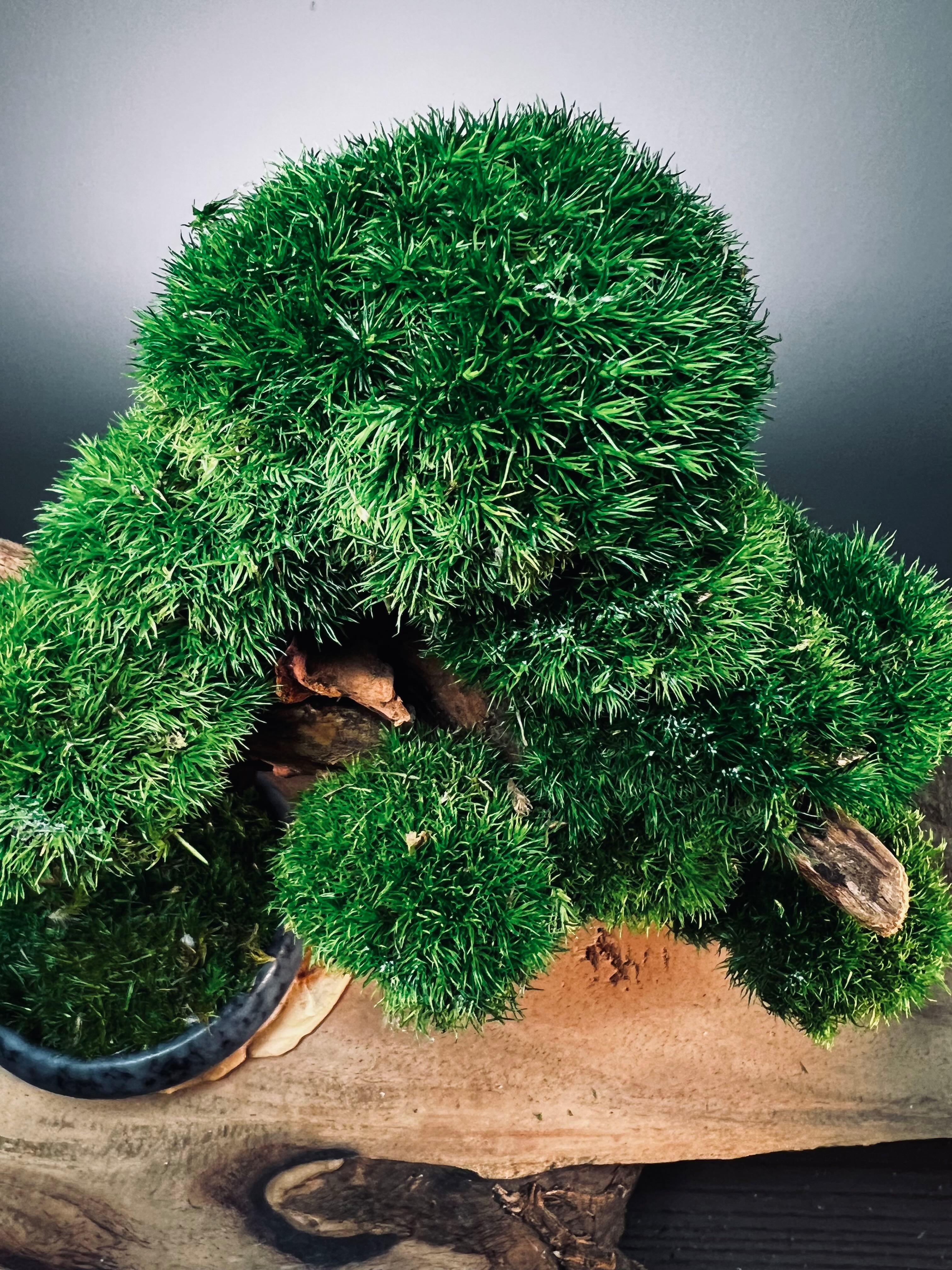 Flight of Time - Time Still (Preserved Plants)