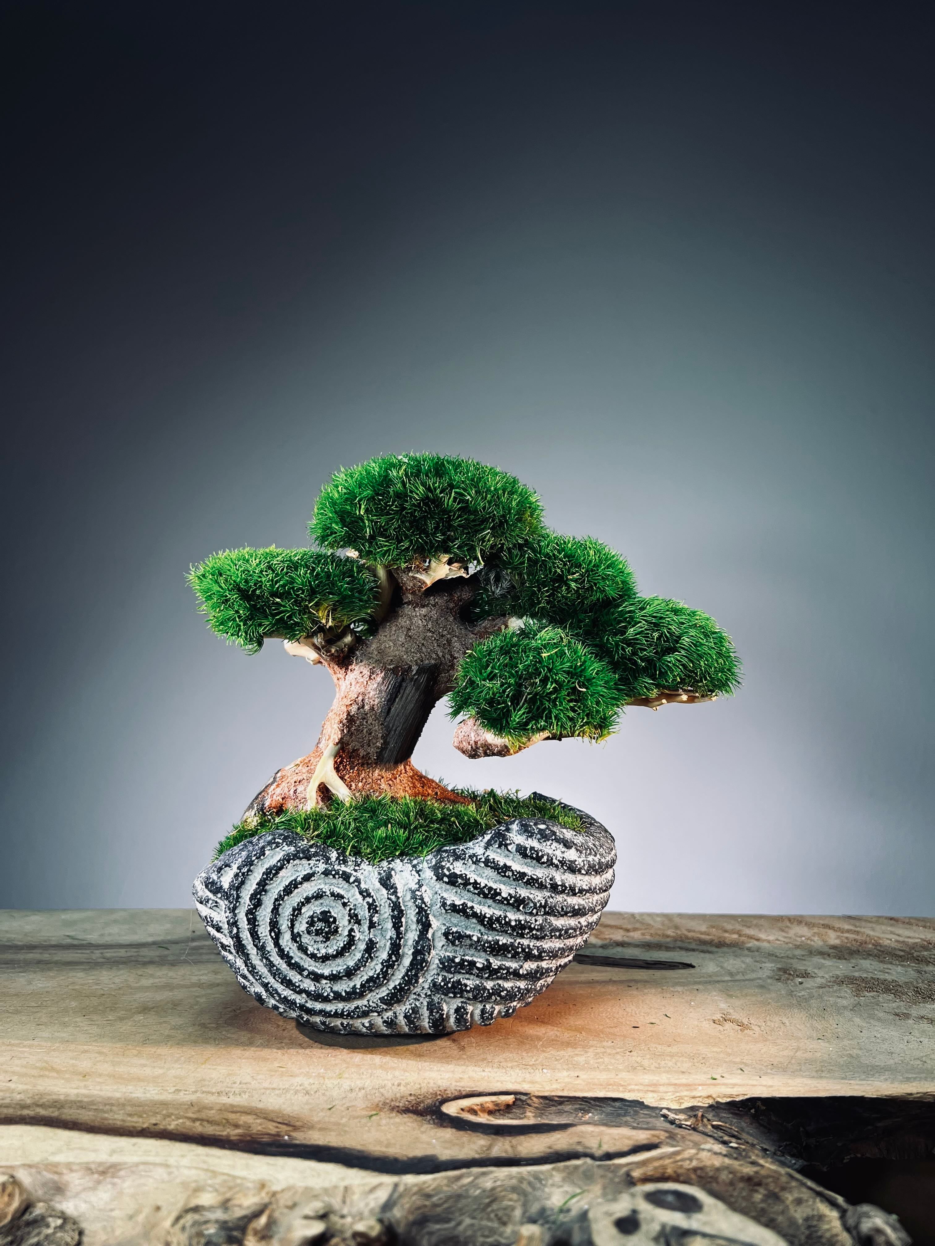Slow Wood - Young - Anchor Spiral edition (Preserved Plants)
