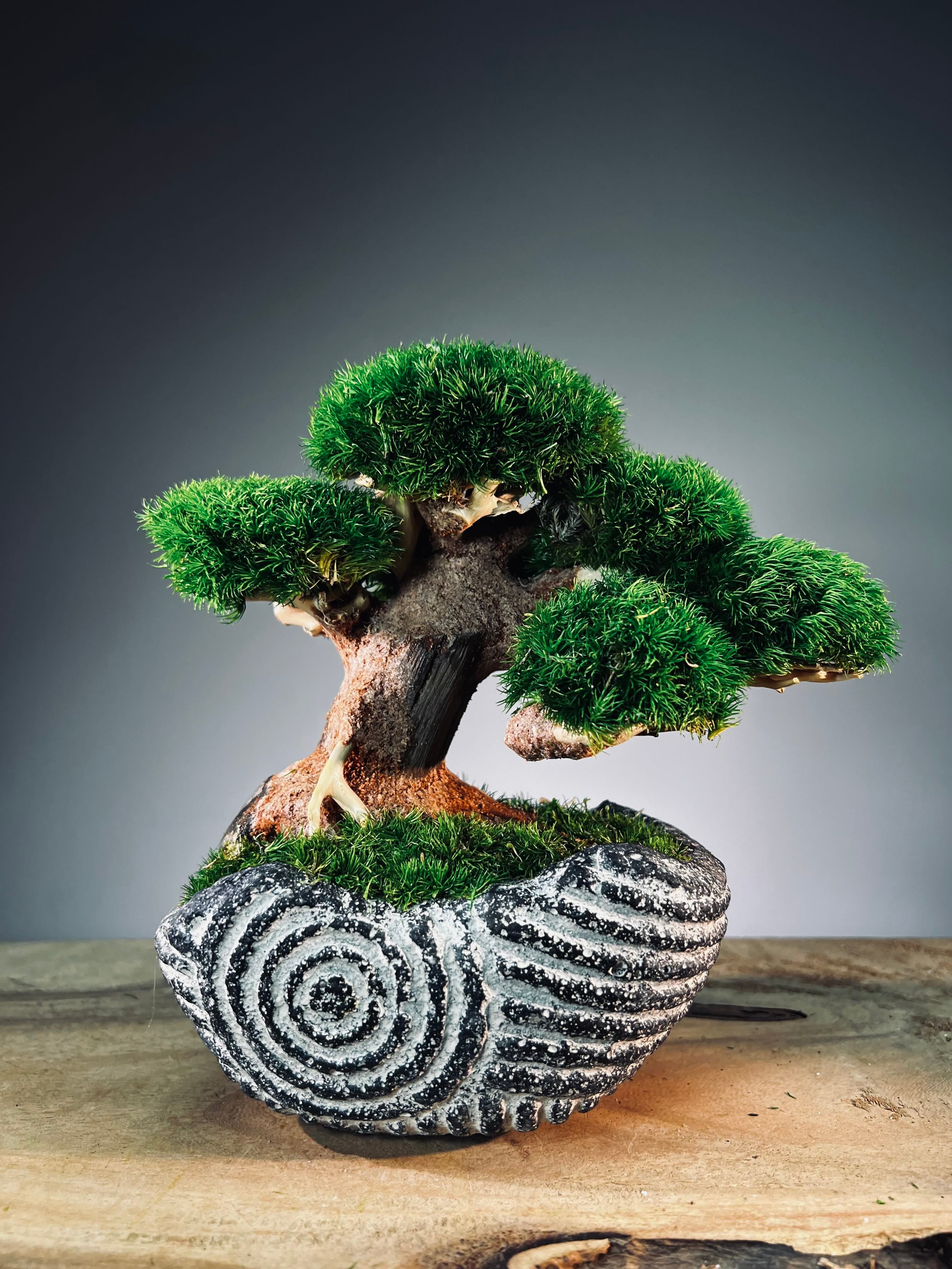 Slow Wood - Young - Anchor Spiral edition (Preserved Plants)