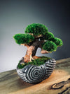Slow Wood - Young - Anchor Spiral edition (Preserved Plants)