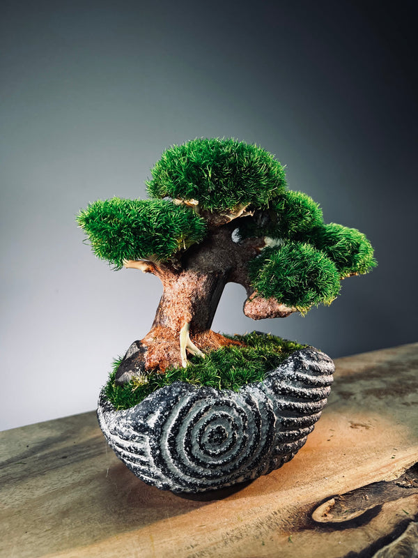 Slow Wood - Young - Anchor Spiral edition (Preserved Plants)
