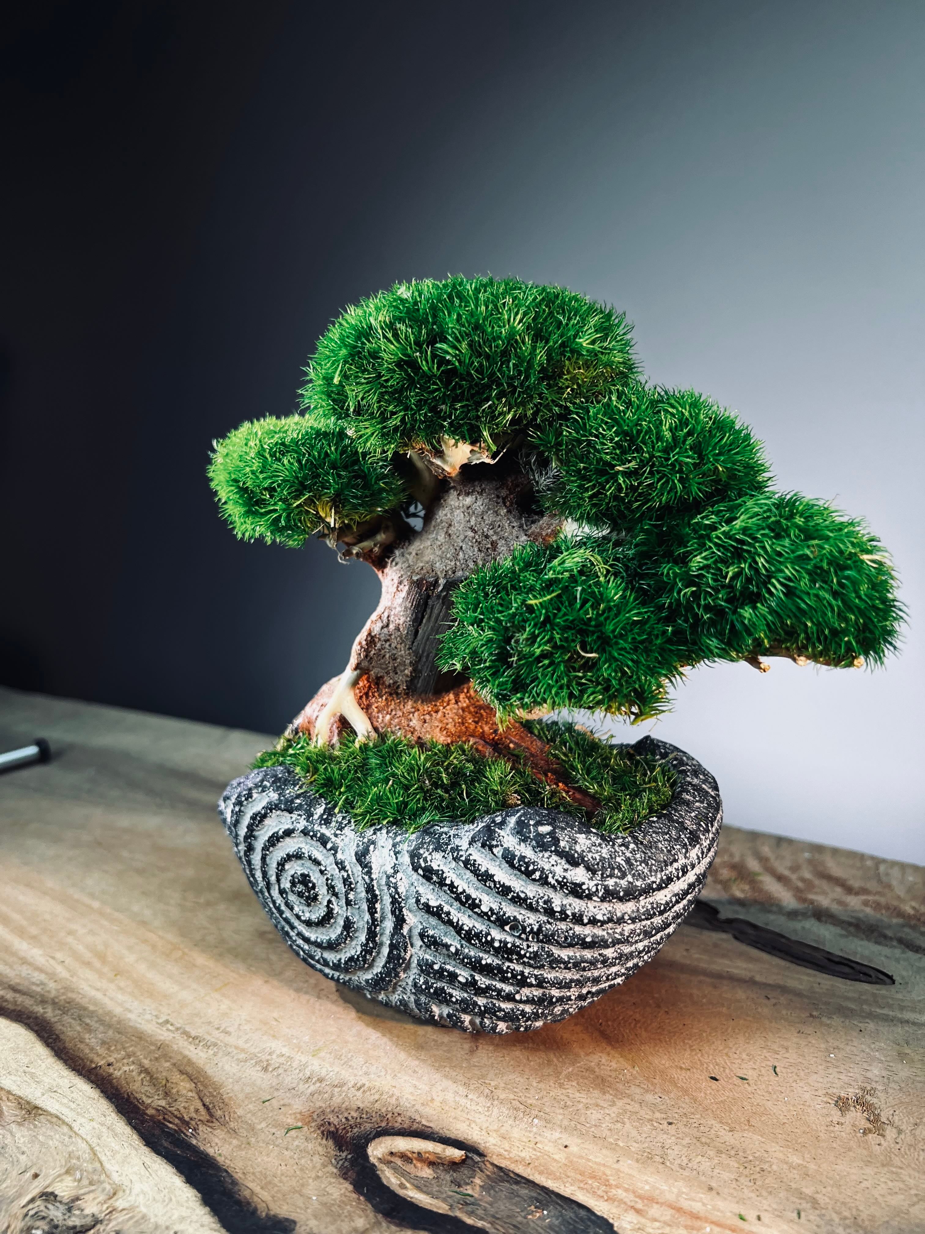 Slow Wood - Young - Anchor Spiral edition (Preserved Plants)