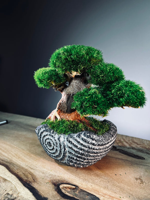 Slow Wood - Young - Anchor Spiral edition (Preserved Plants)