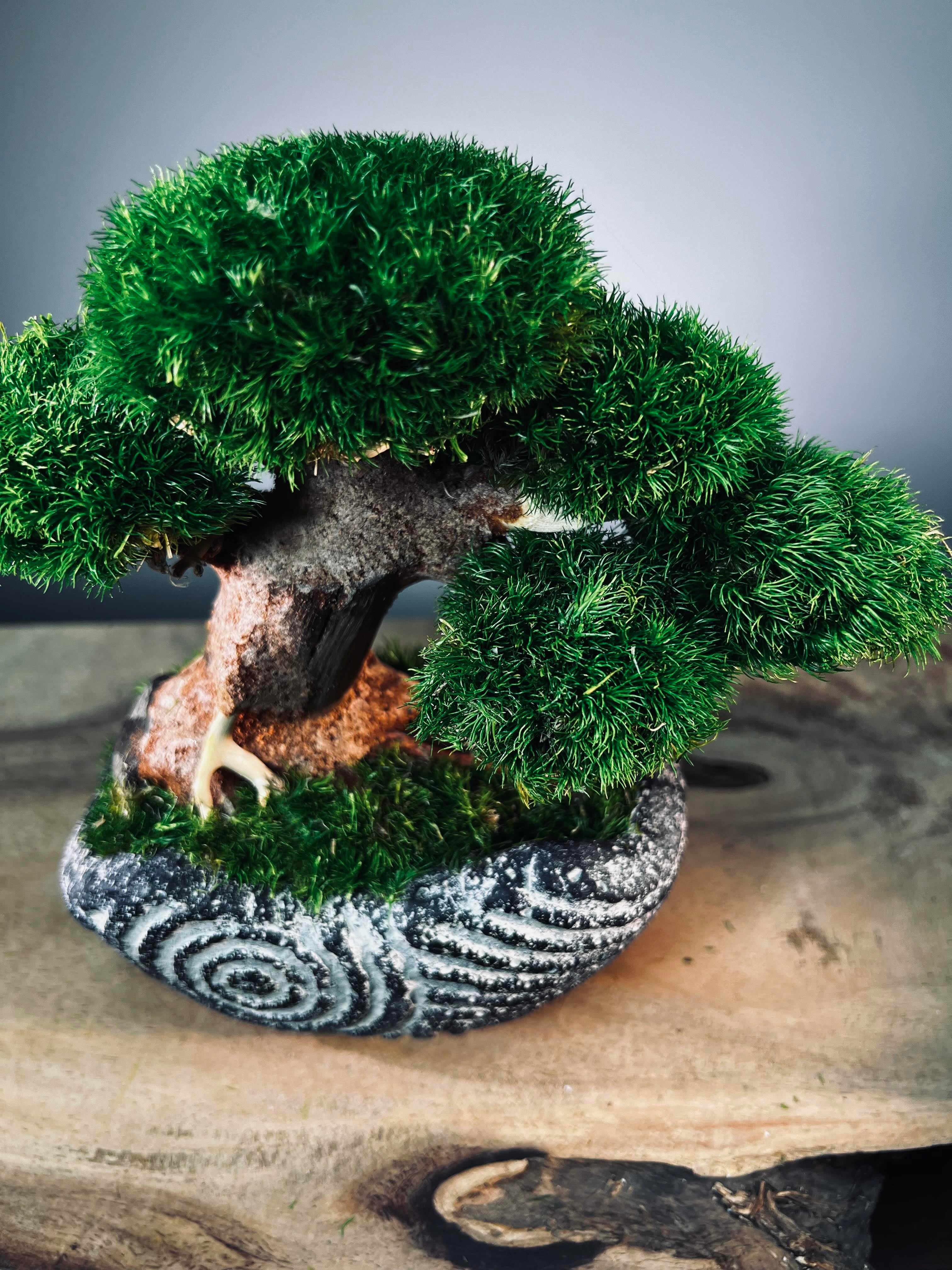 Slow Wood - Young - Anchor Spiral edition (Preserved Plants)