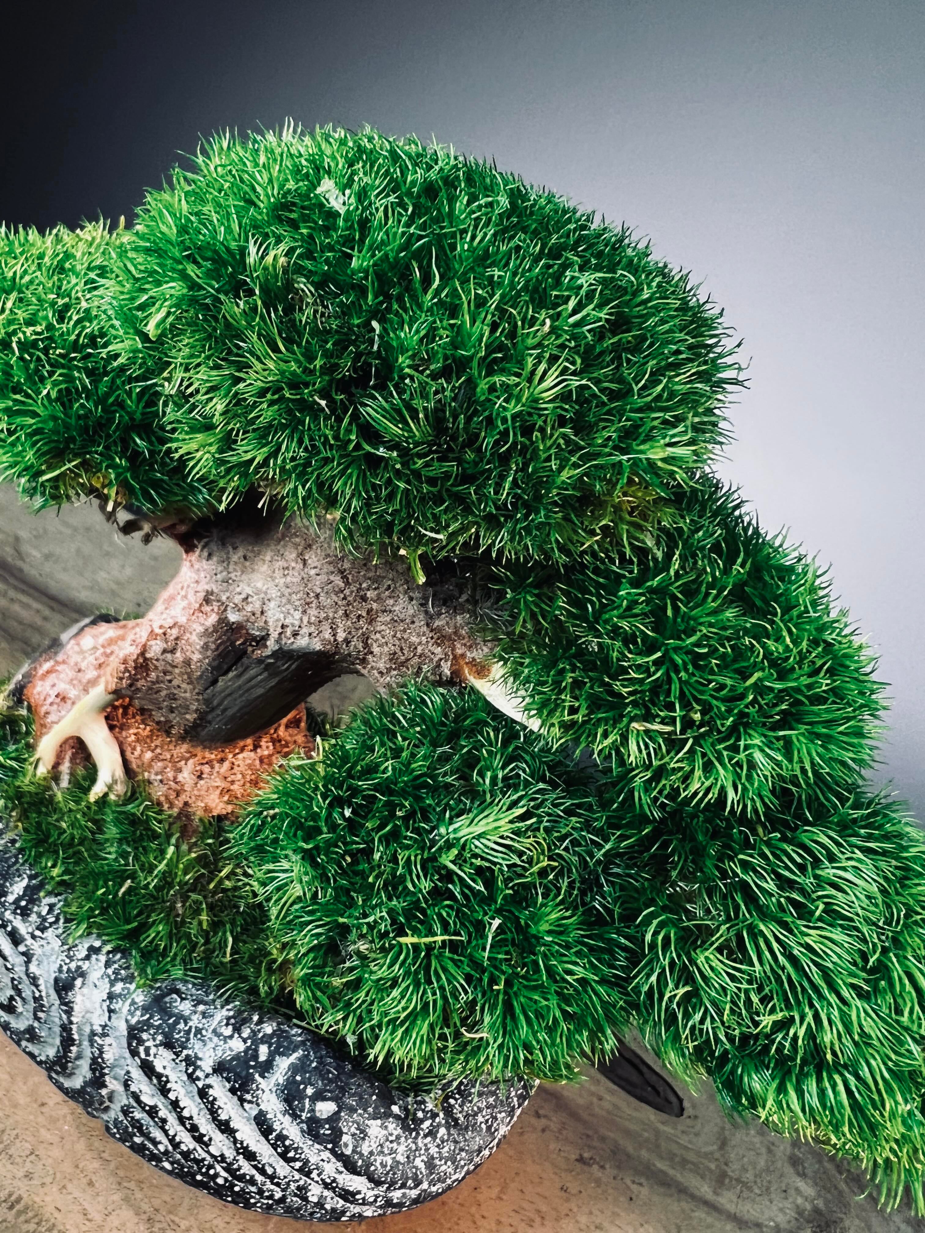 Slow Wood - Young - Anchor Spiral edition (Preserved Plants)