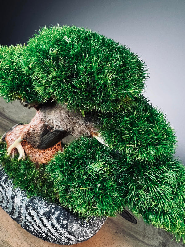 Slow Wood - Young - Anchor Spiral edition (Preserved Plants)